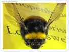 Bienenzuchtverein sucht Mitglieder in Schweinfurt
